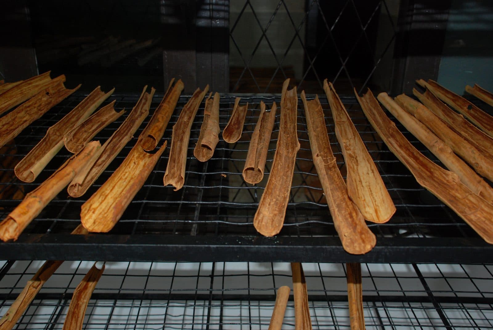 Freshly peeled Ceylon cinnamon quills drying on a rack